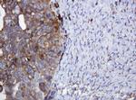 POGK Antibody in Immunohistochemistry (Paraffin) (IHC (P))