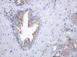 POGK Antibody in Immunohistochemistry (Paraffin) (IHC (P))