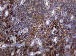 POGK Antibody in Immunohistochemistry (Paraffin) (IHC (P))