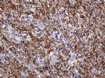 POGK Antibody in Immunohistochemistry (Paraffin) (IHC (P))