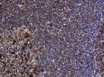 POGK Antibody in Immunohistochemistry (Paraffin) (IHC (P))