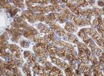 POGK Antibody in Immunohistochemistry (Paraffin) (IHC (P))