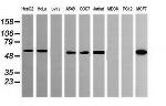 POGK Antibody in Western Blot (WB)