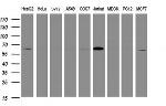 POGK Antibody in Western Blot (WB)