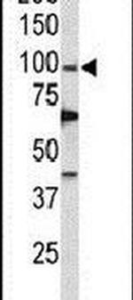 POLD1 Antibody in Western Blot (WB)