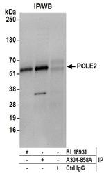 POLE2/DNA Polymerase epsilon Subunit 2 Antibody in Immunoprecipitation (IP)