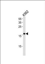 POLE3 Antibody in Western Blot (WB)