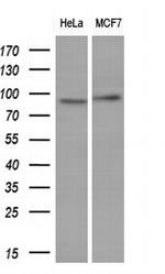 POLI Antibody in Western Blot (WB)