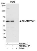 POLR1E/PRAF1 Antibody in Western Blot (WB)