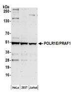POLR1E/PRAF1 Antibody in Western Blot (WB)