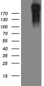 POLR2A Antibody in Western Blot (WB)