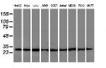 POLR2E Antibody in Western Blot (WB)