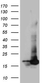 POLR2H Antibody in Western Blot (WB)