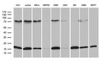 POLR2H Antibody in Western Blot (WB)