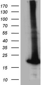 POLR2H Antibody in Western Blot (WB)