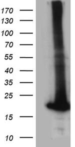 POLR2H Antibody in Western Blot (WB)