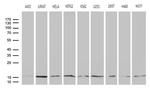 POLR2H Antibody in Western Blot (WB)