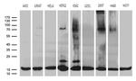 POLR2H Antibody in Western Blot (WB)