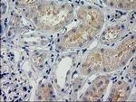 POLR2J2 Antibody in Immunohistochemistry (Paraffin) (IHC (P))