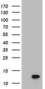 POLR2J2 Antibody in Western Blot (WB)