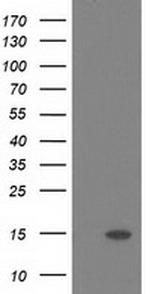 POLR2J2 Antibody in Western Blot (WB)