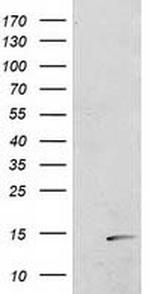 POLR2J2 Antibody in Western Blot (WB)