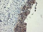 POLR3C Antibody in Immunohistochemistry (Paraffin) (IHC (P))