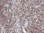 POLR3GL Antibody in Immunohistochemistry (Paraffin) (IHC (P))