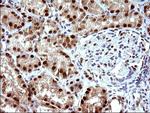 POLR3GL Antibody in Immunohistochemistry (Paraffin) (IHC (P))