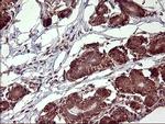 POMC Antibody in Immunohistochemistry (Paraffin) (IHC (P))