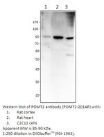 POMT2 Polyclonal Antibody
