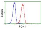 PON1 Antibody in Flow Cytometry (Flow)