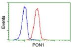 PON1 Antibody in Flow Cytometry (Flow)