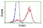 PON1 Antibody in Flow Cytometry (Flow)