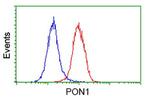 PON1 Antibody in Flow Cytometry (Flow)