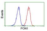 PON1 Antibody in Flow Cytometry (Flow)