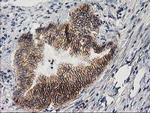 PON1 Antibody in Immunohistochemistry (Paraffin) (IHC (P))