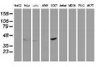 PON1 Antibody in Western Blot (WB)