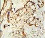 PON2 Antibody in Immunohistochemistry (IHC)