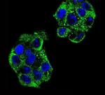 PON2 Antibody in Immunocytochemistry (ICC/IF)