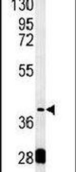 PON2 Antibody in Western Blot (WB)