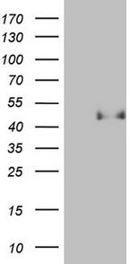 PON3 Antibody in Western Blot (WB)