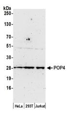 POP4 Polyclonal Antibody