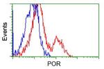 POR Antibody in Flow Cytometry (Flow)