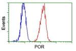 POR Antibody in Flow Cytometry (Flow)