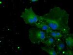 POR Antibody in Immunocytochemistry (ICC/IF)