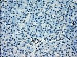 POR Antibody in Immunohistochemistry (Paraffin) (IHC (P))