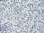 POR Antibody in Immunohistochemistry (Paraffin) (IHC (P))