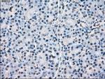 POR Antibody in Immunohistochemistry (Paraffin) (IHC (P))