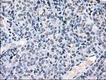 POR Antibody in Immunohistochemistry (Paraffin) (IHC (P))